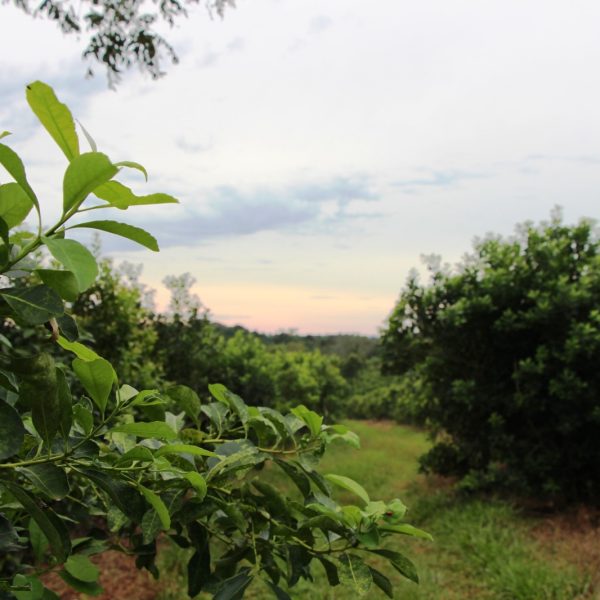 “Nuestra lucha fue siempre con los pequeños productores” Productor de Yerba Reserva Misionera
